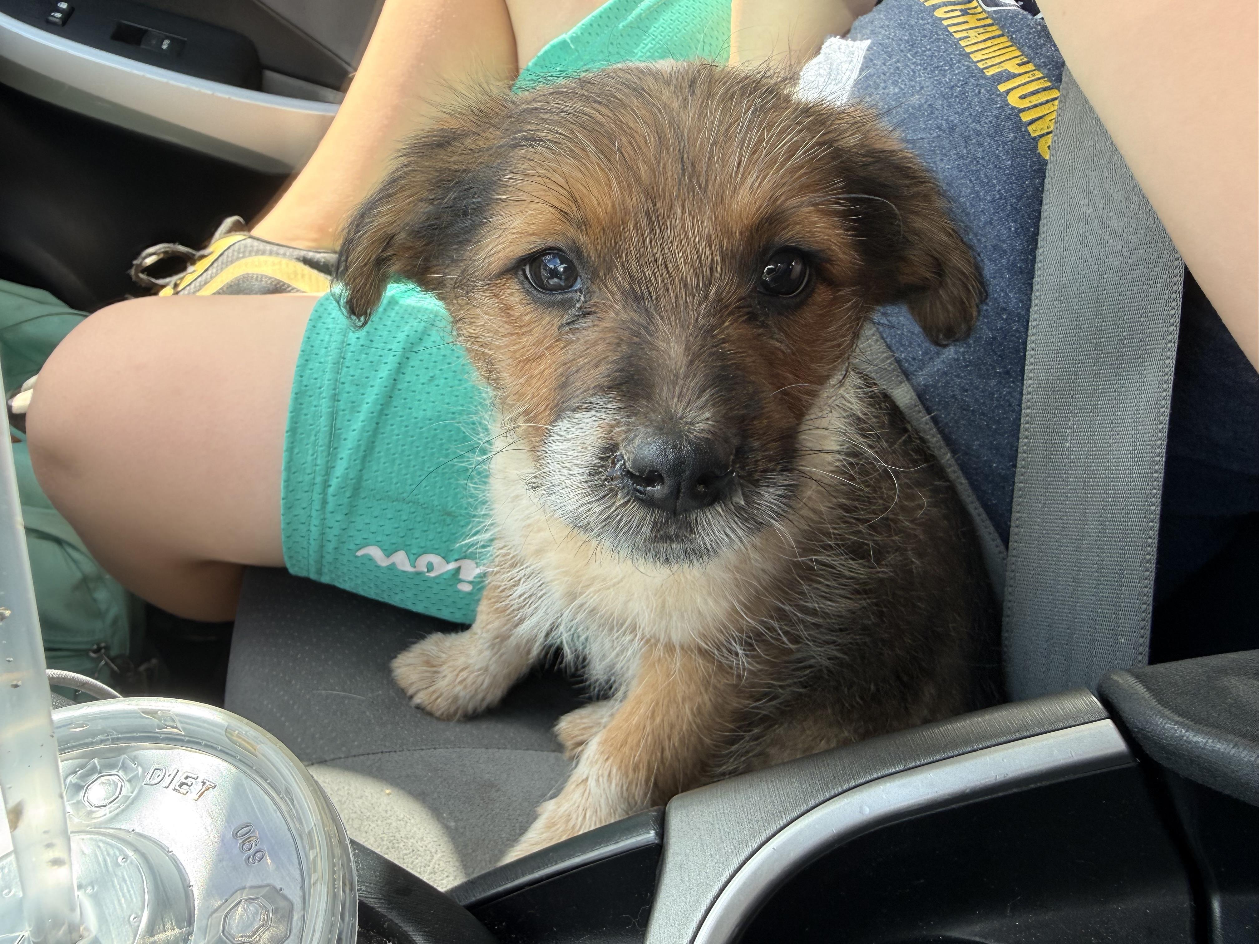 Bock, an adopted mixed breed in Fresno, CA image 6/6