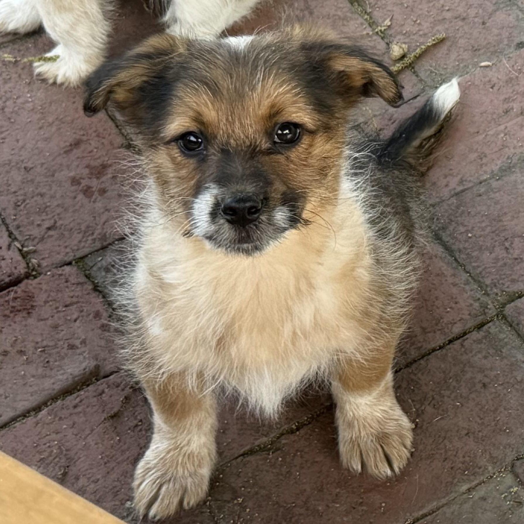 Bock, an adopted mixed breed in Fresno, CA image 2/6