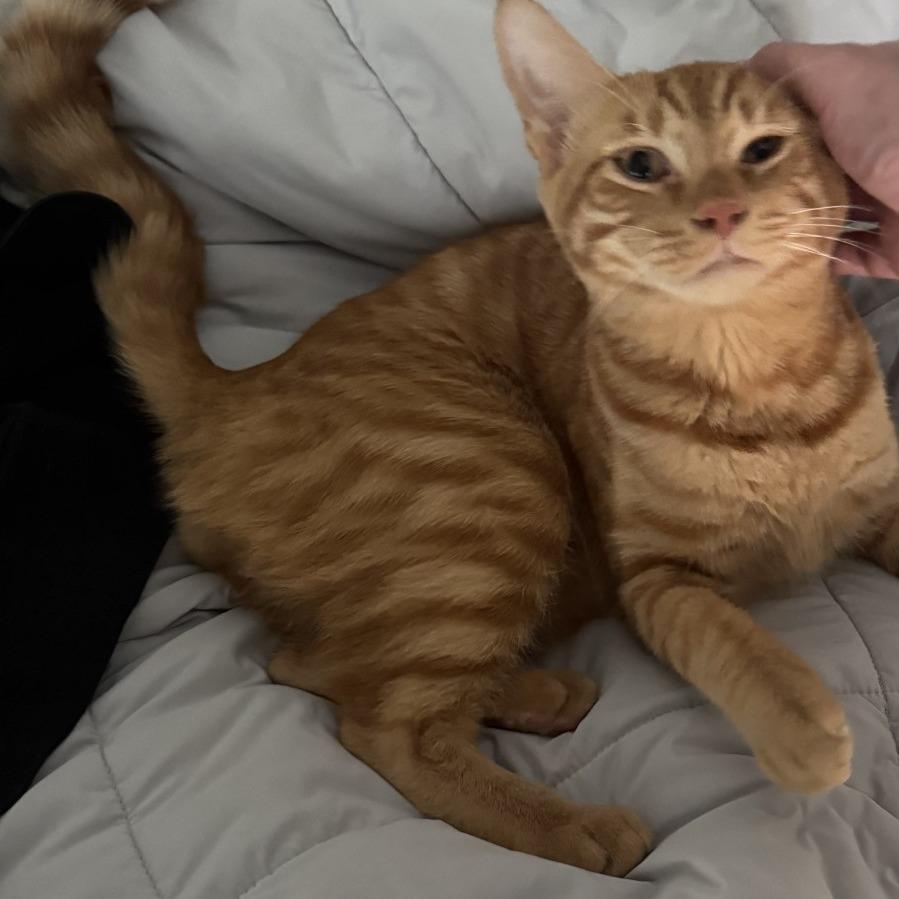 Armani, Adoptable, Young Male Domestic Short Hair.