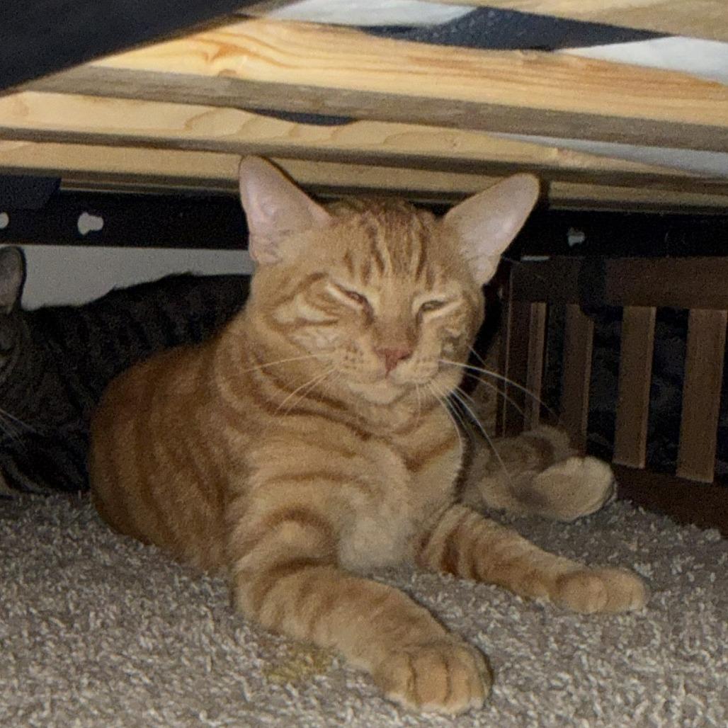 Enlarge Armani, a Adoptable Domestic Short Hair in Prosper, TX image 2/3