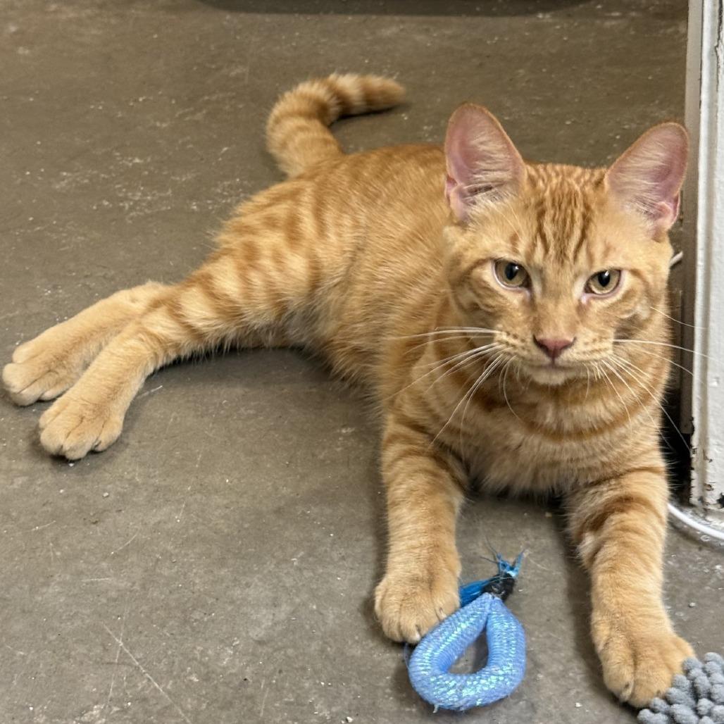 Enlarge Armani, a Adoptable Domestic Short Hair in Prosper, TX image 3/3