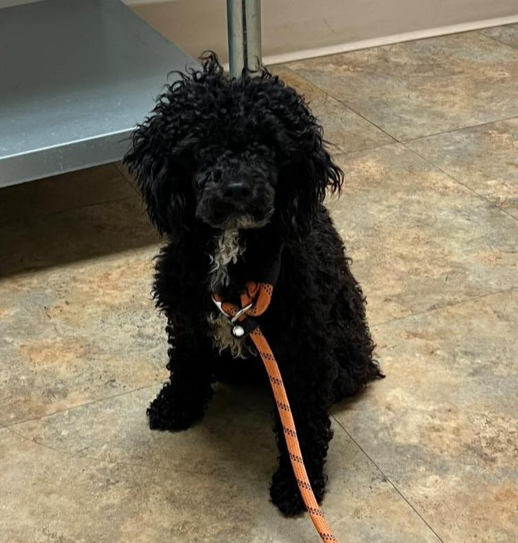 Courtesy Posting Zane, a ADOPTABLE Miniature Poodle in Middletown, NJ image 2/2