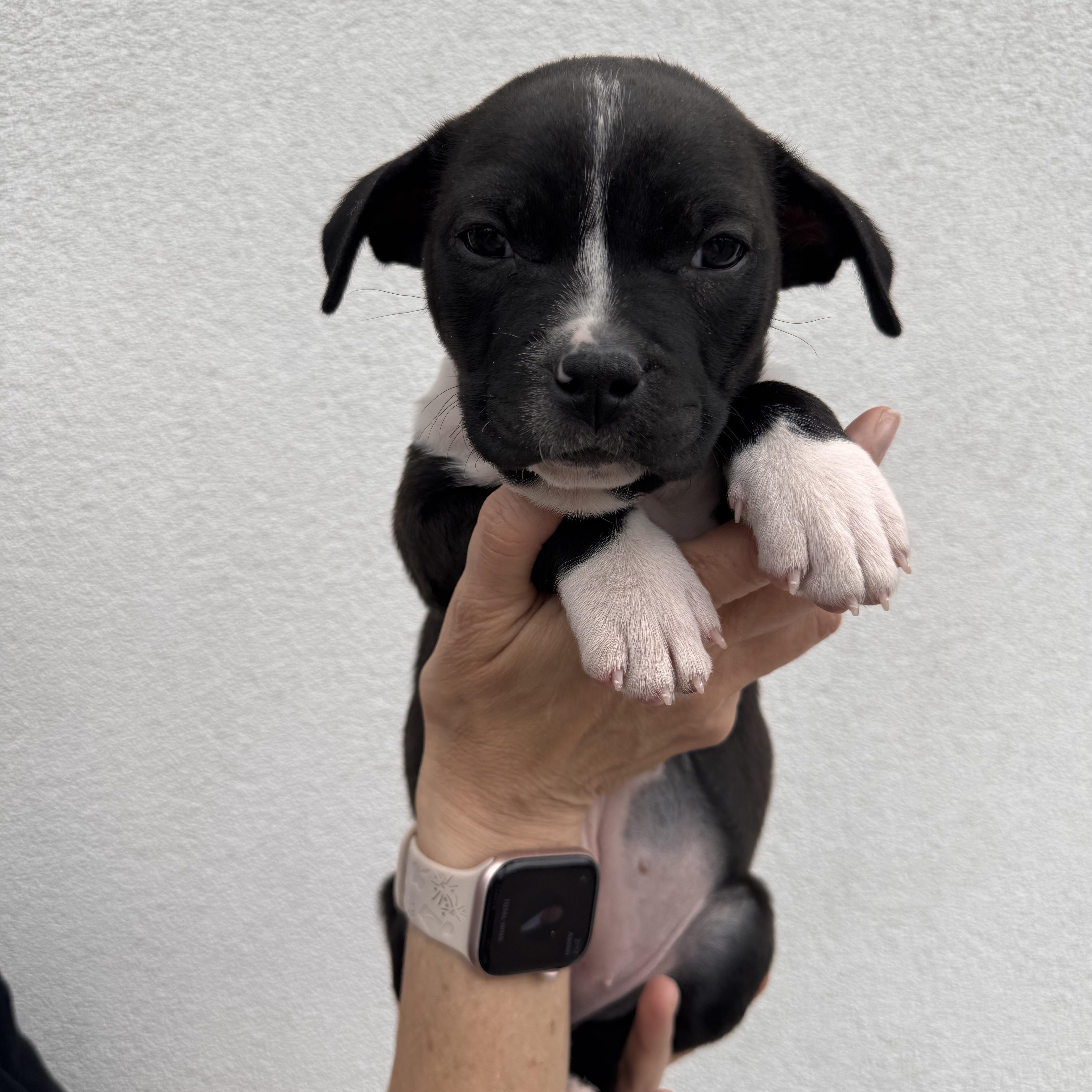 Tink , Adoptable, Puppy Female Mixed Breed.
