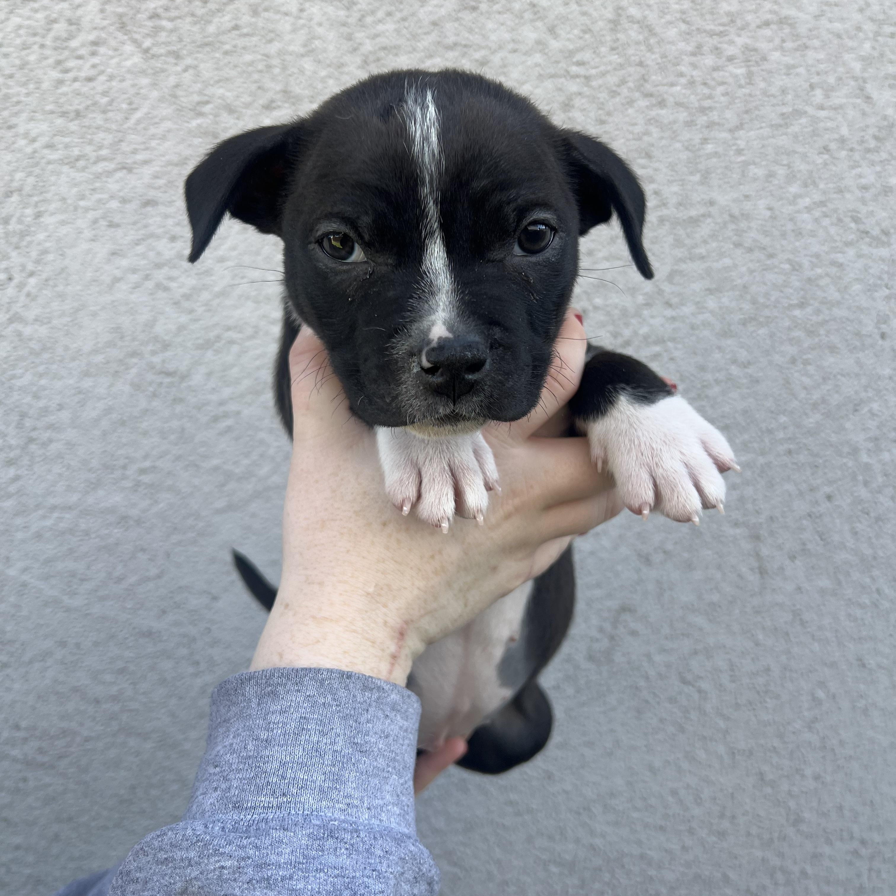 Enlarge Tink , a Adoptable mixed breed in Henderson, NV image 2/2