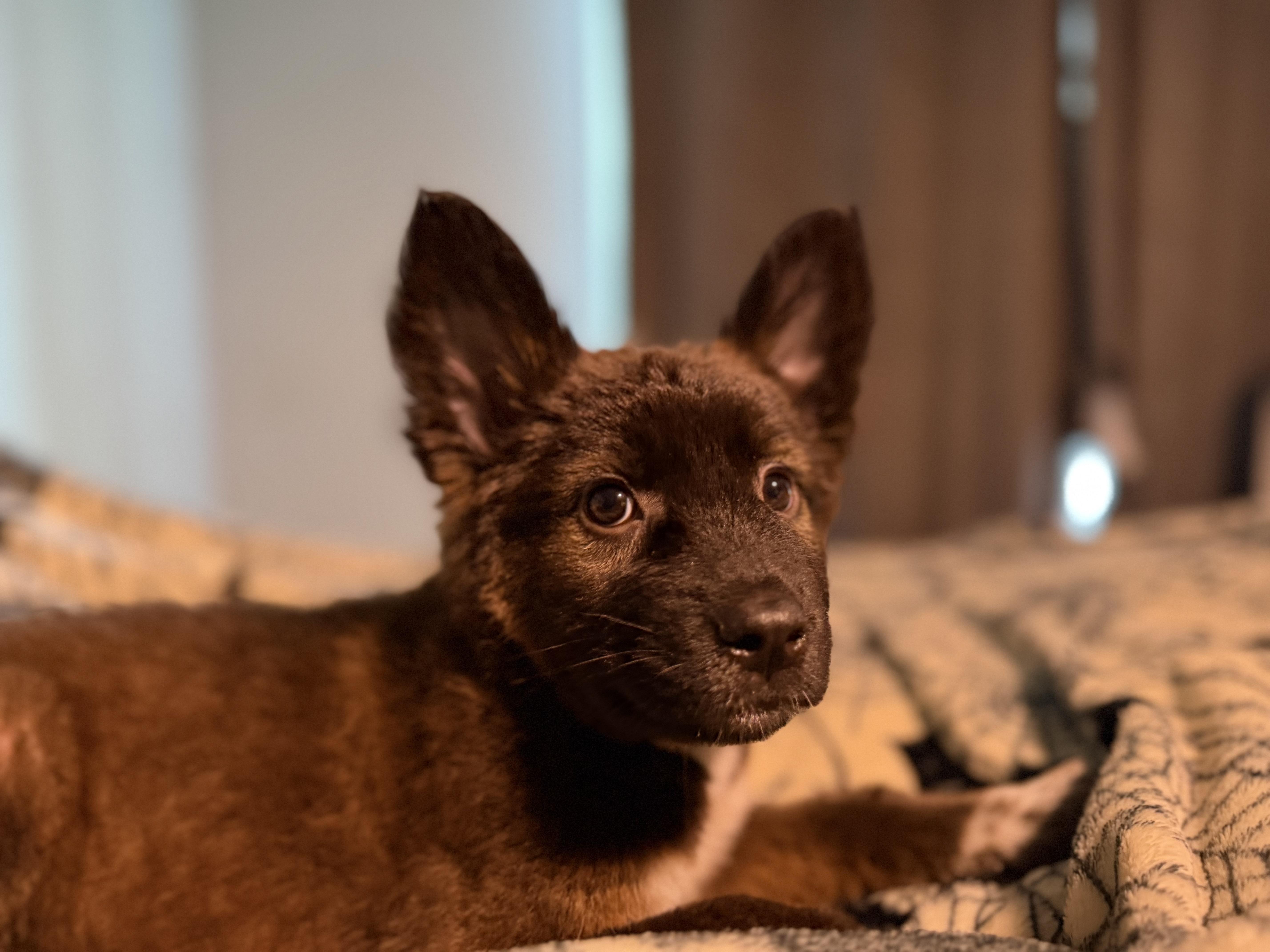 Enlarge Tallulah, a Adoptable mixed breed in Lodi, CA image 3/3