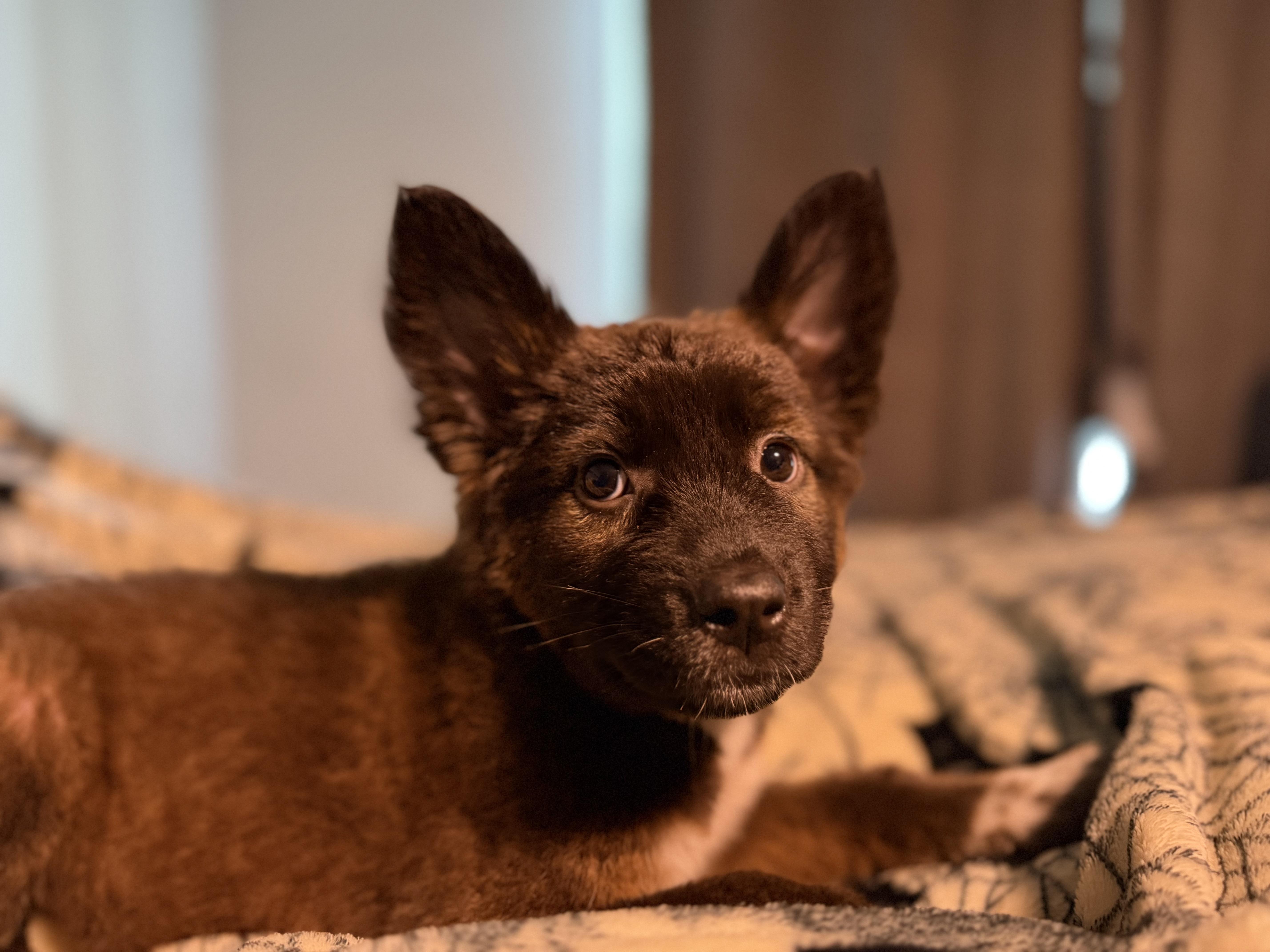 Enlarge Tallulah, a Adoptable mixed breed in Lodi, CA image 2/3