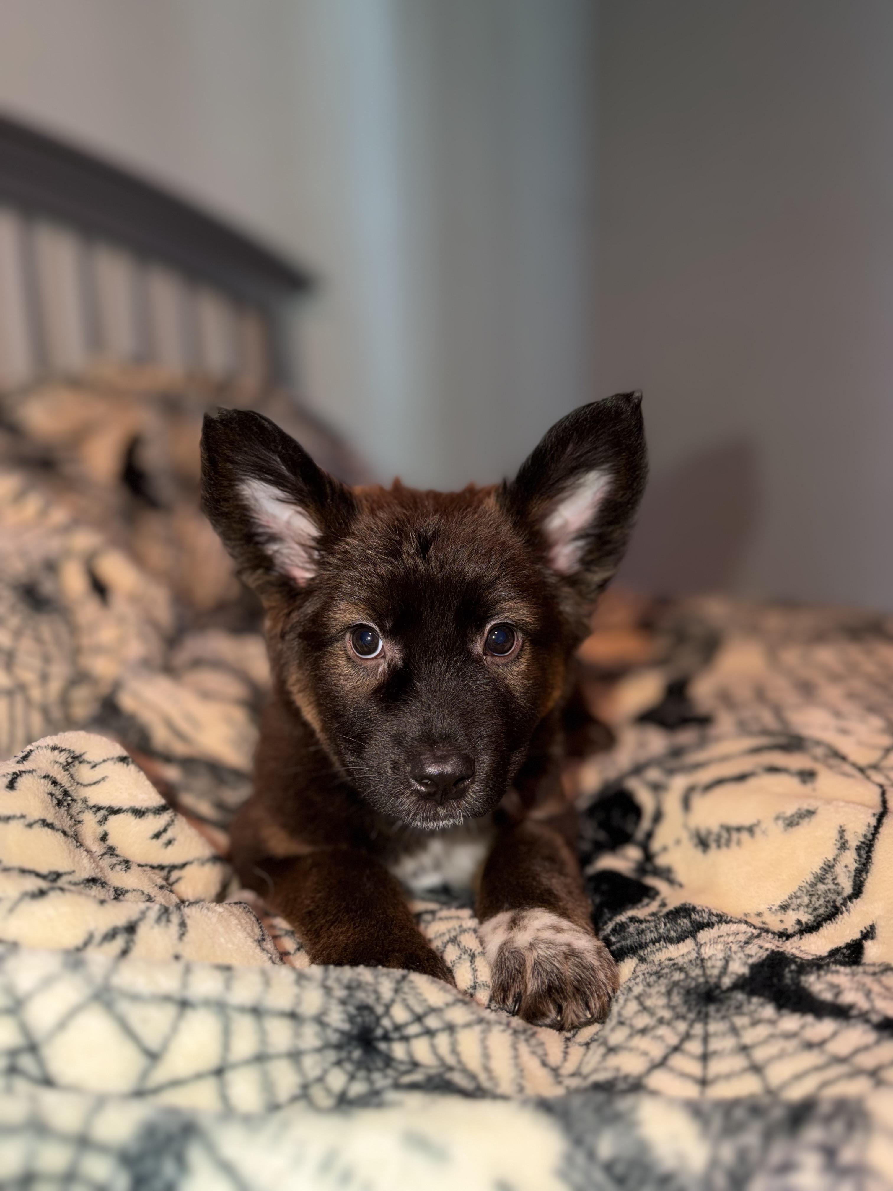 Tallulah, Adoptable, Puppy Female Shepherd & Cattle Dog.
