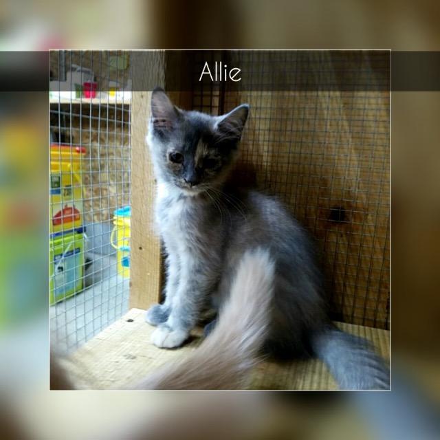 Allie, Adopted, Adult Female Domestic Short Hair.