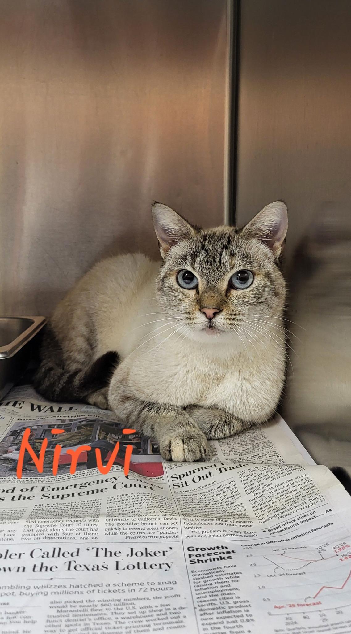 Nirvi, adopted, Adult Female Domestic Short Hair.