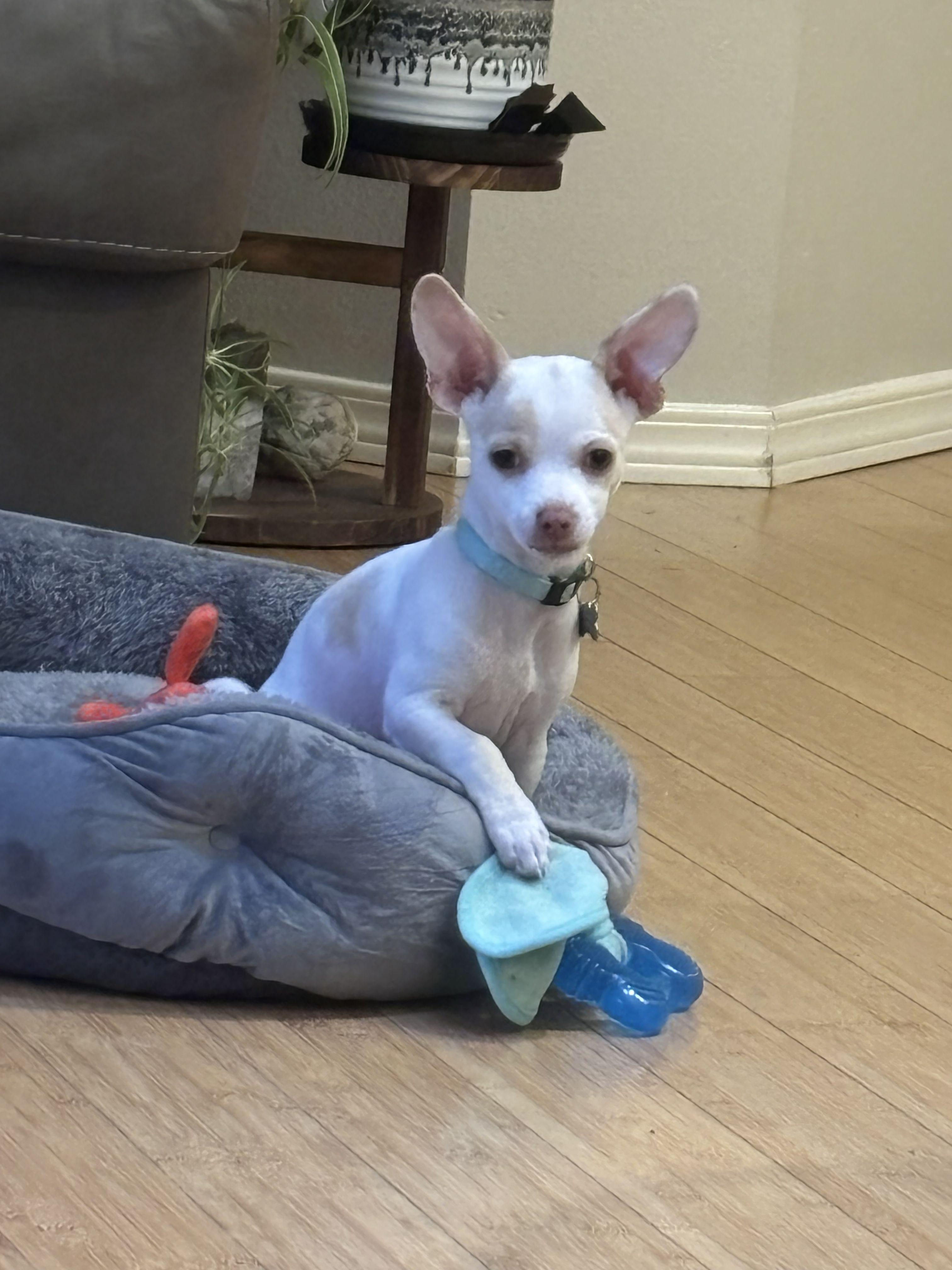 Enlarge Lola, a ADOPTABLE mixed breed in Gig Harbor, WA image 3/3