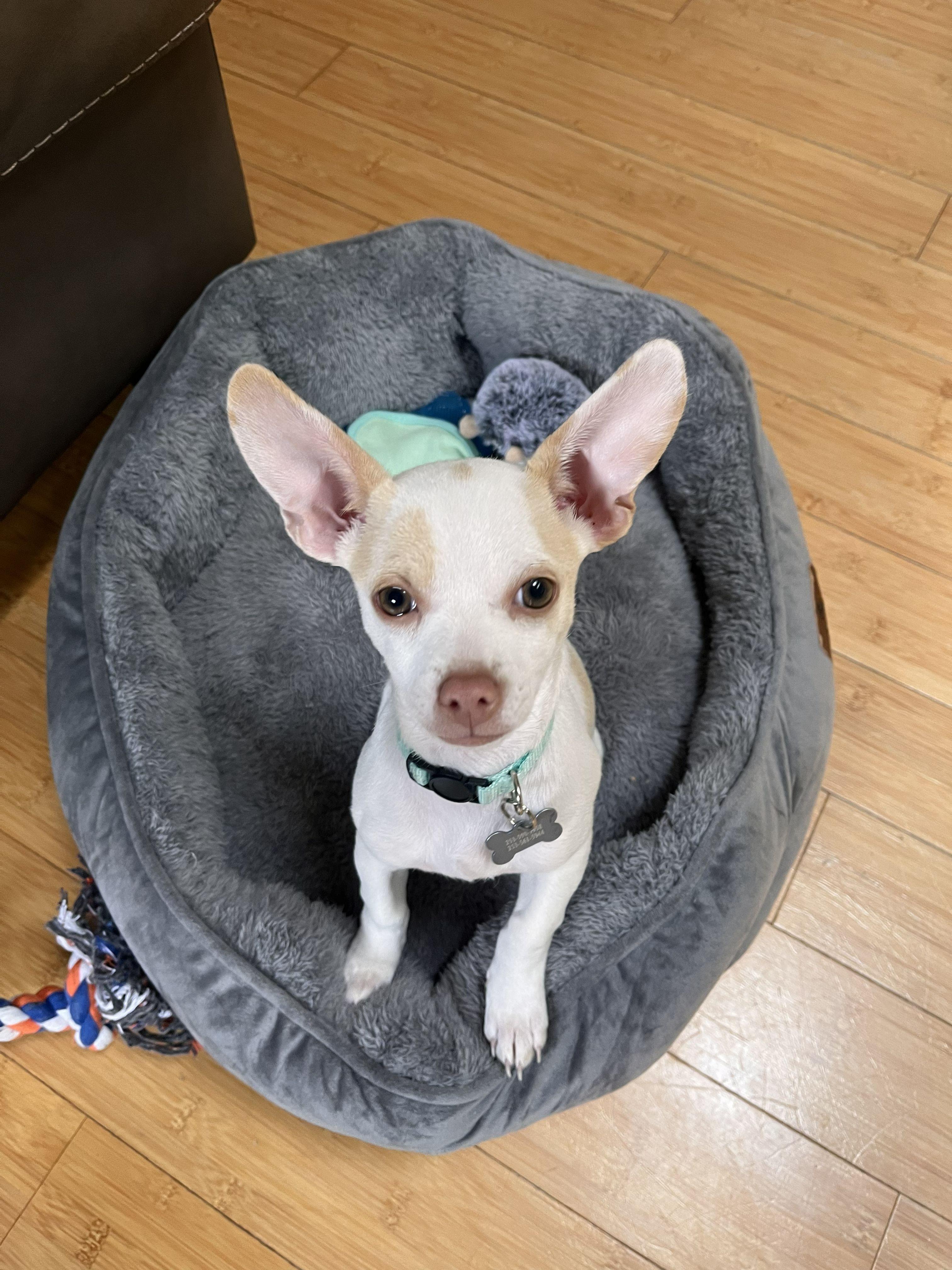 Enlarge Lola, a ADOPTABLE mixed breed in Gig Harbor, WA image 2/3