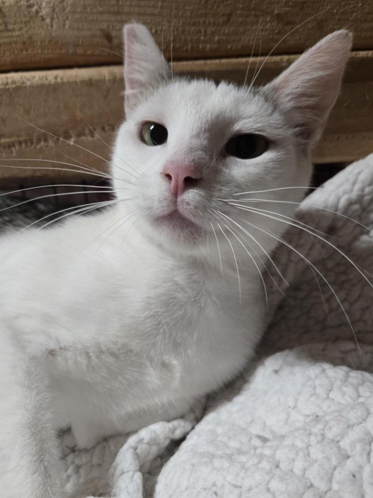 Enlarge Flint, a Adoptable Domestic Short Hair in Salinas, CA image 1/2
