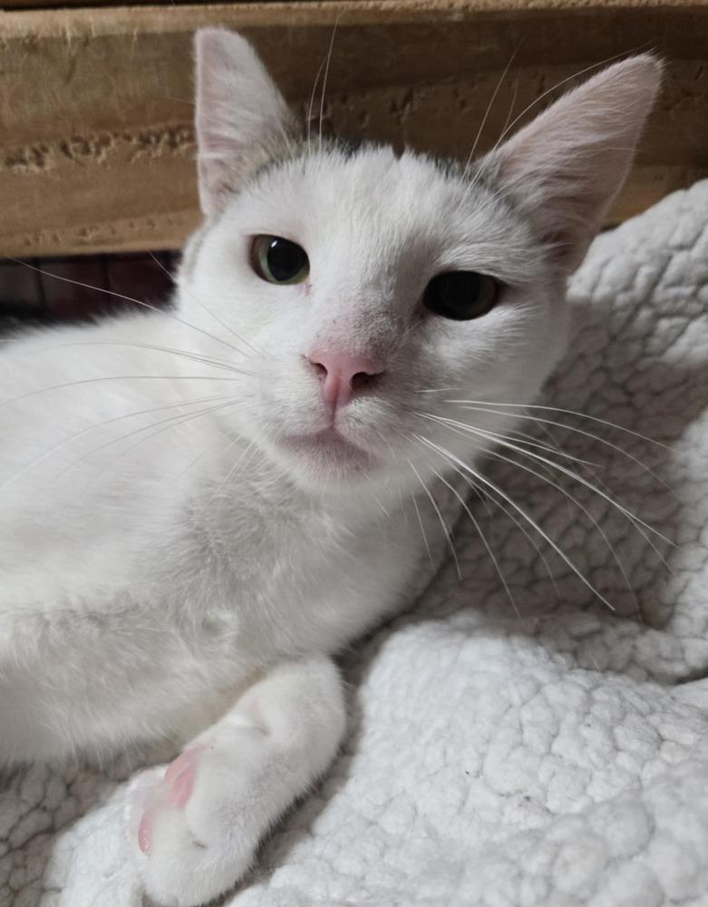 Enlarge Flint, a Adoptable Domestic Short Hair in Salinas, CA image 2/2