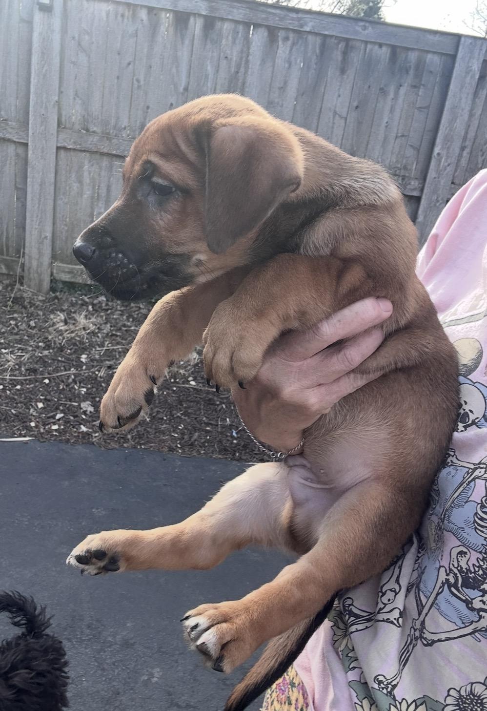 Enlarge Paprika, a ADOPTABLE mixed breed in Arlington Heights, IL image 4/5