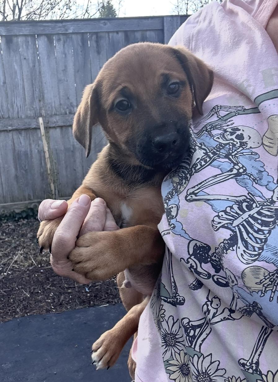 Paprika, ADOPTABLE, Puppy Male Golden Retriever.