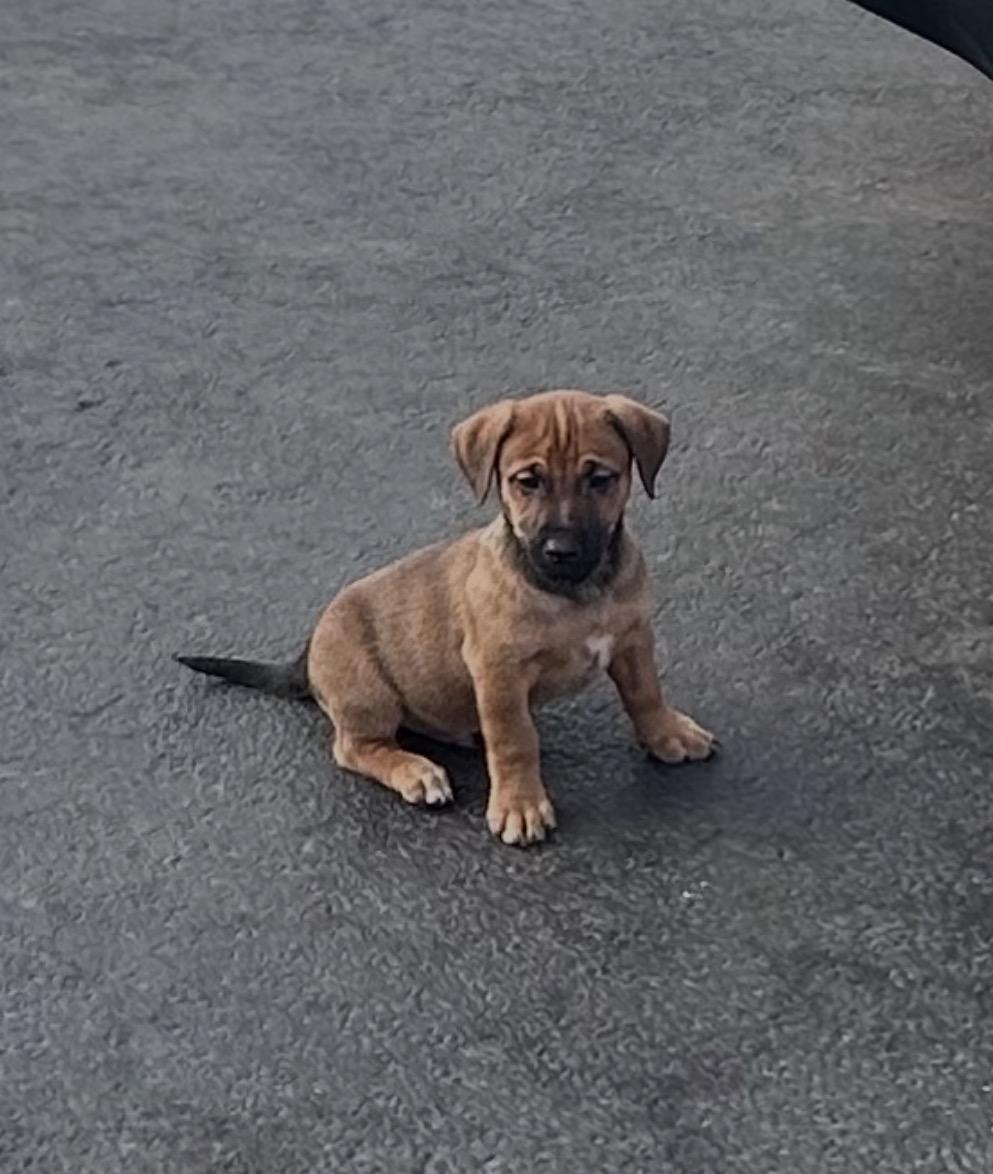 Enlarge Paprika, a ADOPTABLE mixed breed in Arlington Heights, IL image 3/5