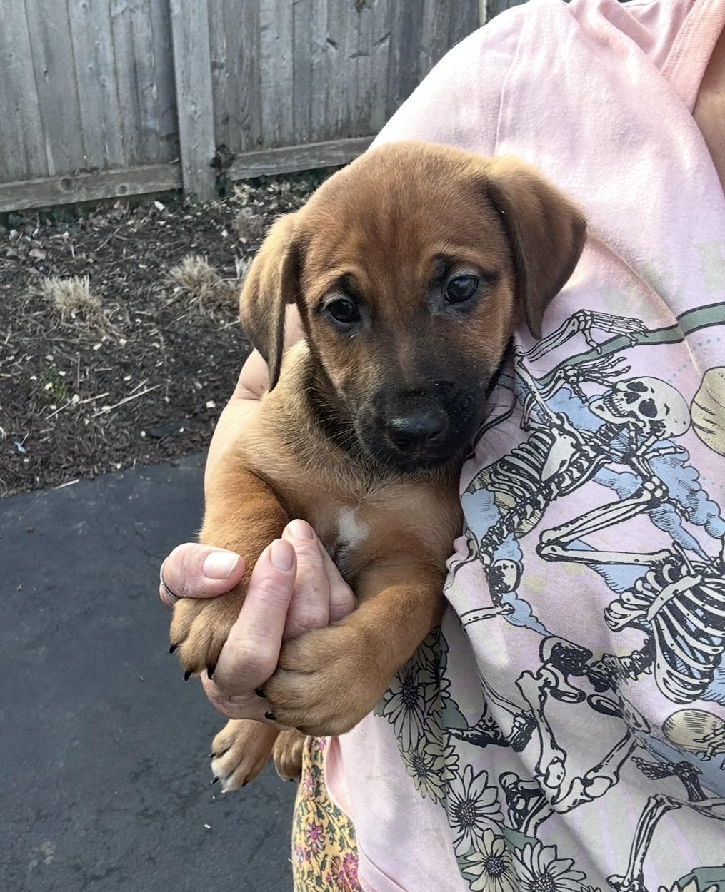 Enlarge Paprika, a ADOPTABLE mixed breed in Arlington Heights, IL image 5/5