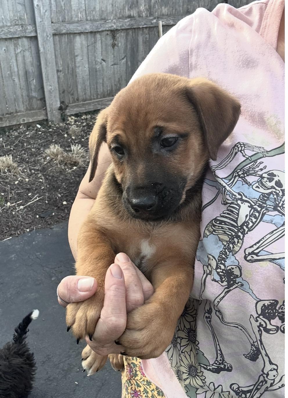 Enlarge Paprika, a ADOPTABLE mixed breed in Arlington Heights, IL image 2/5