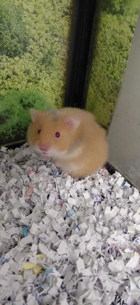 Gizmo, Adoptable, Baby Male Hamster.