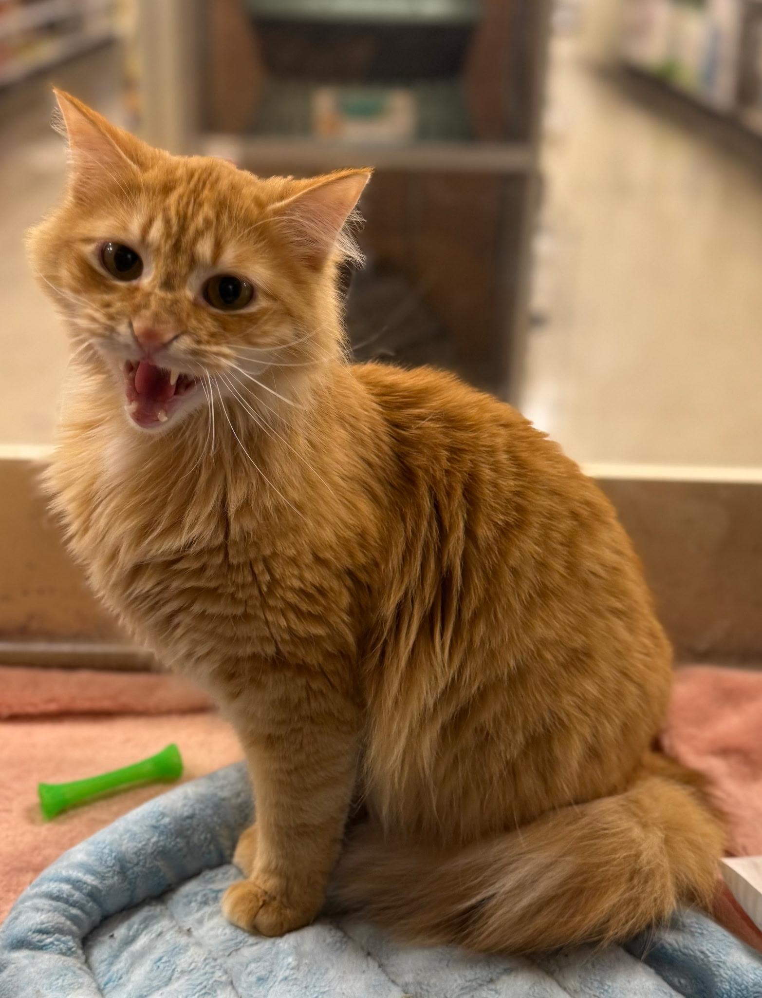 Blaze, Adoptable, Young Male Tabby.