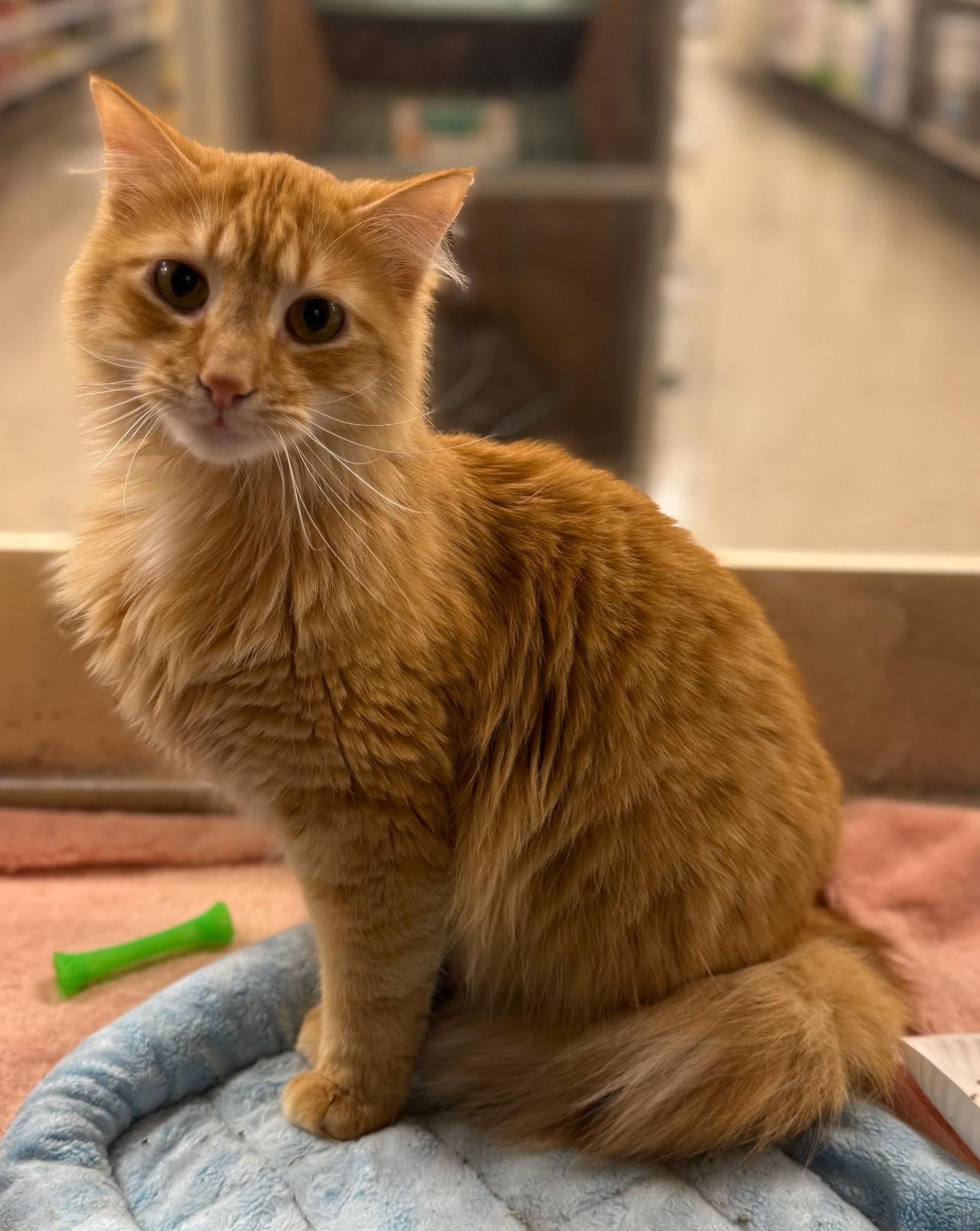 Blaze, a Adoptable Tabby in Farmland, IN image 2/2