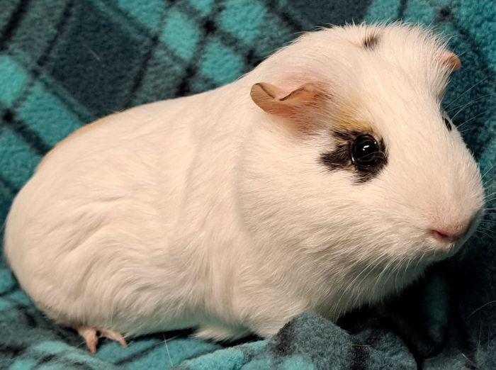 Pennywise, Adoptable, Adult Female Short-Haired.