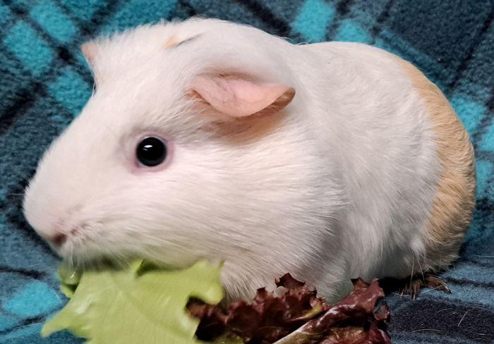 Enlarge Pennywise, a Adoptable Short-Haired in Gary, IN image 3/4