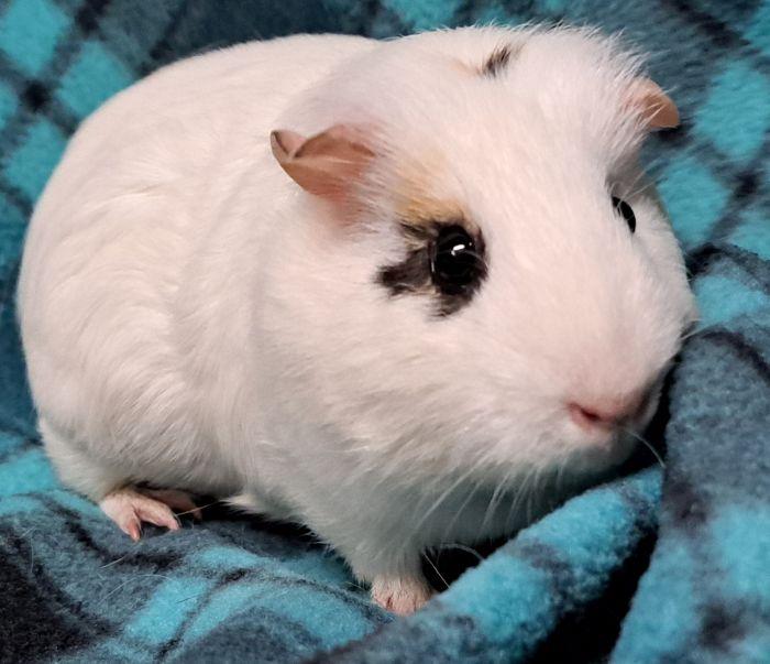 Enlarge Pennywise, a Adoptable Short-Haired in Gary, IN image 4/4