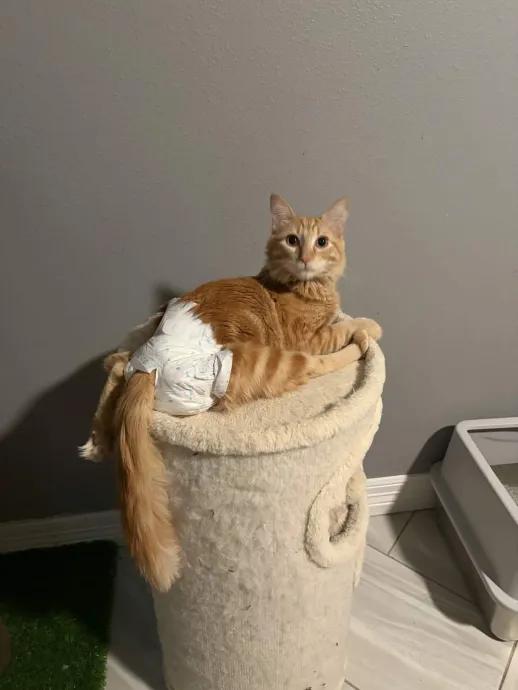 Enlarge Orion, a Adoptable mixed breed in Cleveland, OH image 3/6