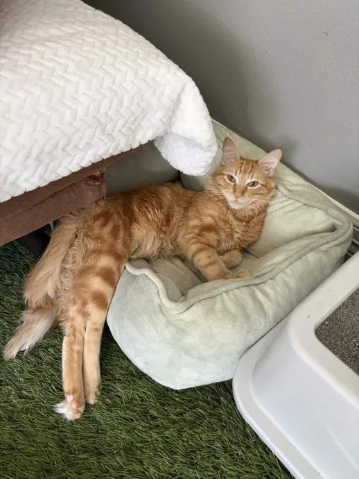 Enlarge Orion, a Adoptable mixed breed in Cleveland, OH image 6/6