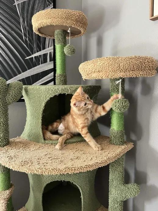 Enlarge Orion, a Adoptable mixed breed in Cleveland, OH image 2/6