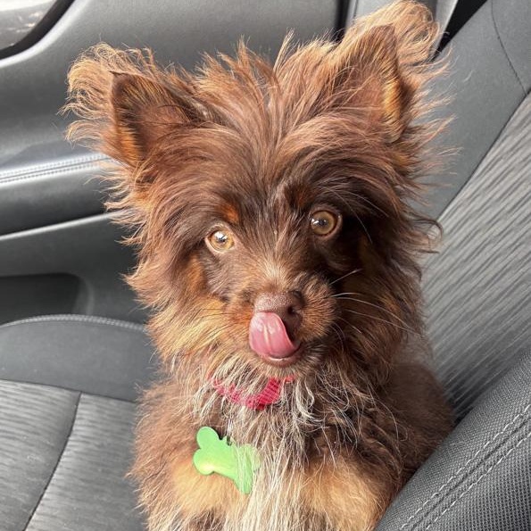 Chewbacca, adopted, Puppy Male Yorkshire Terrier & Chihuahua.