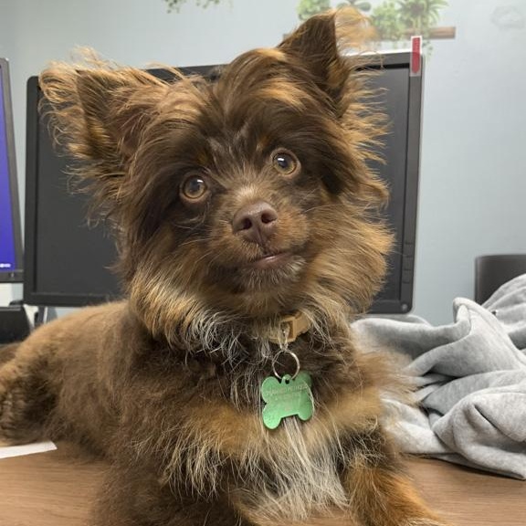 Chewbacca, an adopted mixed breed in Toledo, OH image 2/2