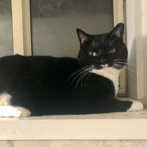 Wendy, Adoptable, Adult Female Tuxedo & Domestic Short Hair.
