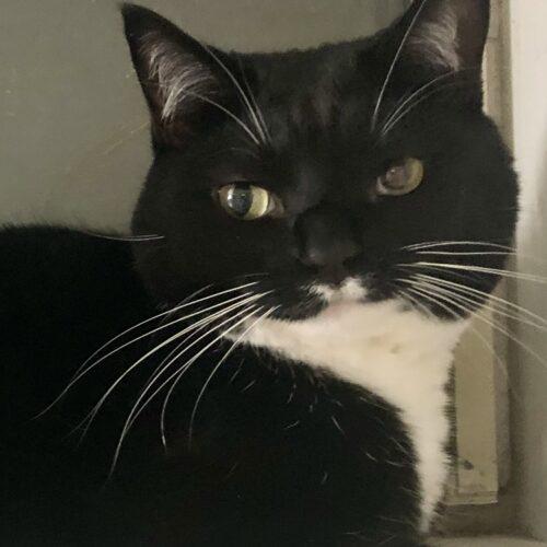 Enlarge Wendy, a Adoptable mixed breed in Knoxville, TN image 2/4