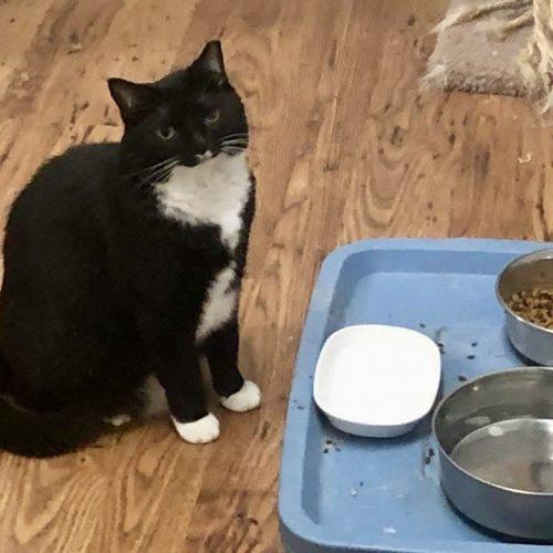 Enlarge Wendy, a Adoptable mixed breed in Knoxville, TN image 3/4