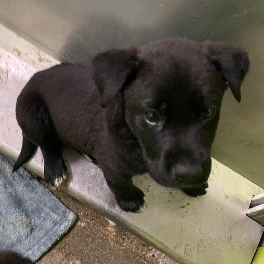 Forrest, Adoptable, Puppy Male Shepherd & Labrador Retriever.
