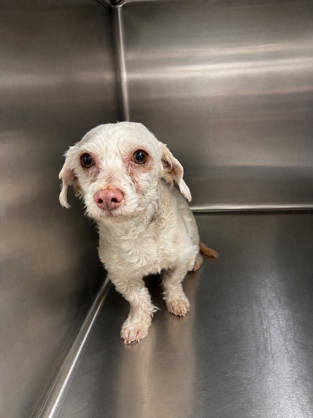 Enlarge Chance, a Adoptable mixed breed in Georgetown , CA image 2/2