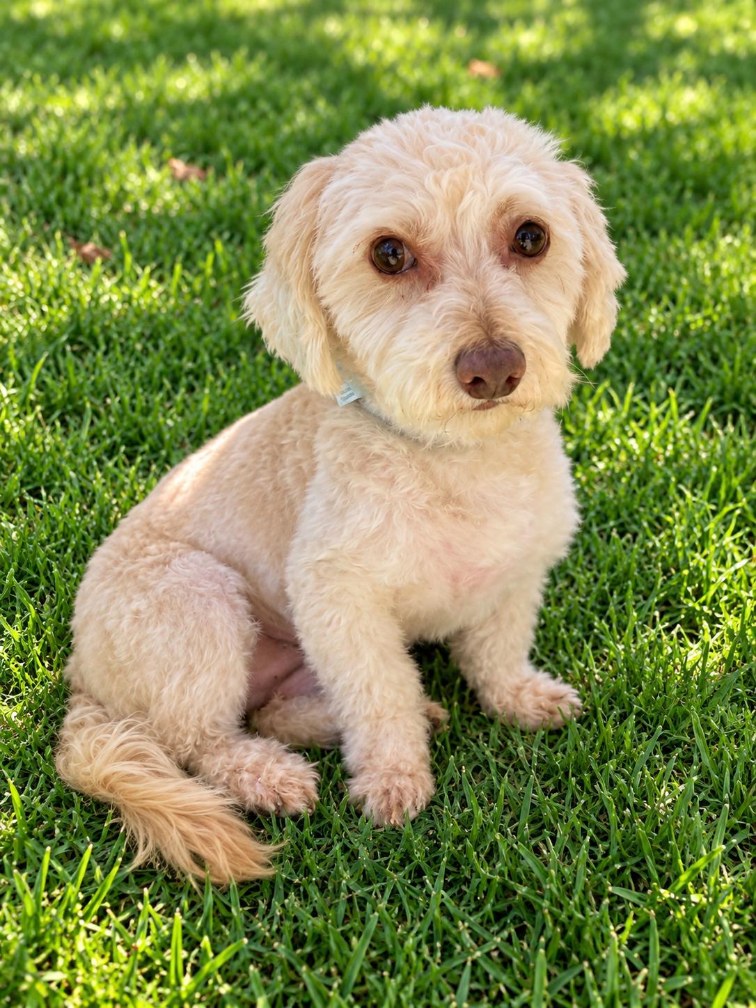 Chance, Adoptable, Adult Male Maltipoo.