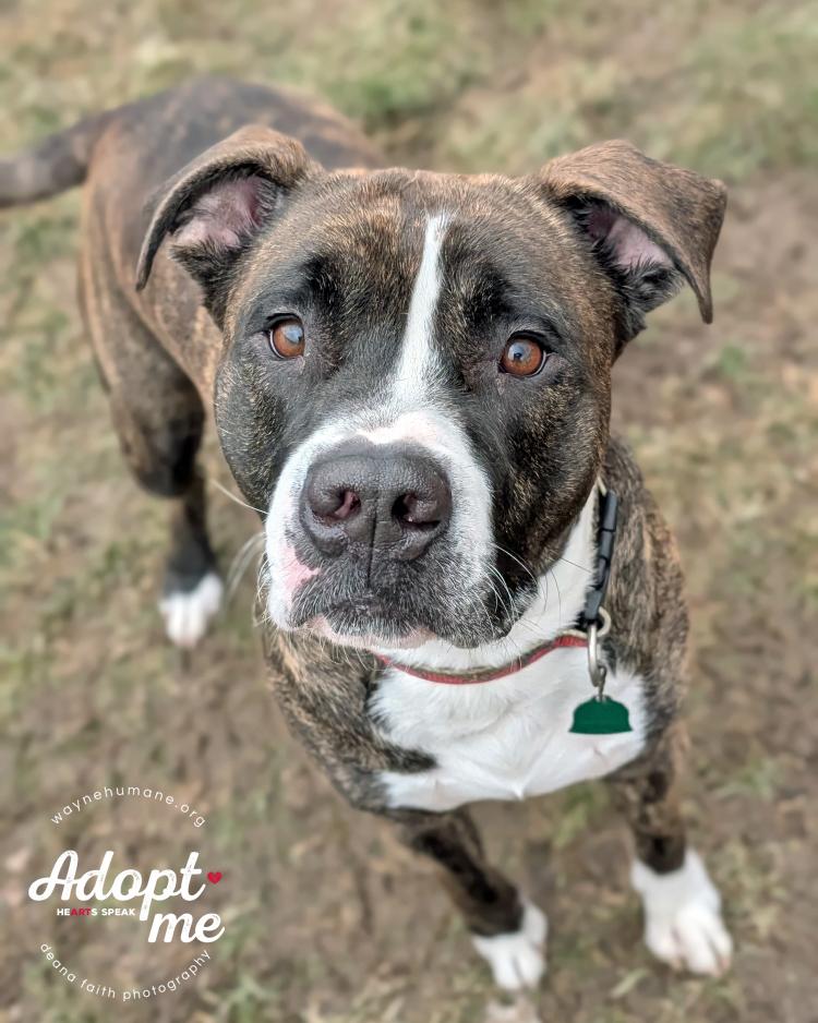 Enlarge Bruiser, a ADOPTABLE American Bulldog in Lyons, NY image 3/3