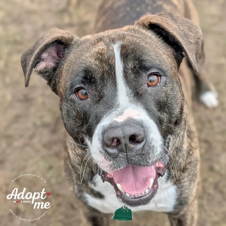 Bruiser, ADOPTABLE, Adult Male American Bulldog.