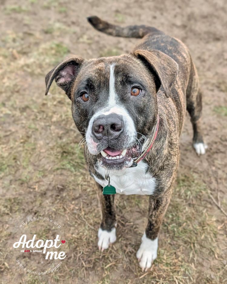 Enlarge Bruiser, a ADOPTABLE American Bulldog in Lyons, NY image 2/3