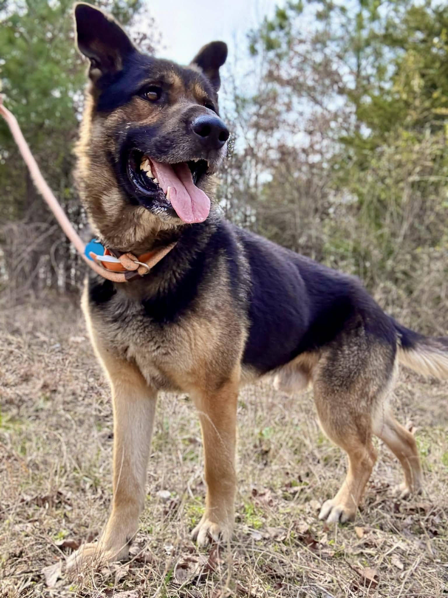 DAVIS, ADOPTABLE, Adult Male German Shepherd Dog.