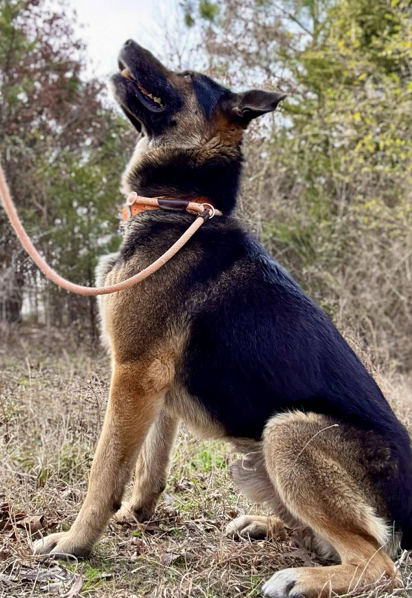 Enlarge DAVIS, a ADOPTABLE German Shepherd Dog in Waverly, TN image 1/3
