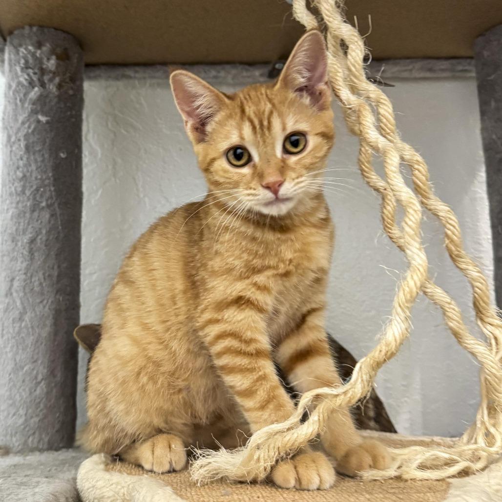 Enlarge Josie, a Adoptable American Shorthair in Vallejo, CA image 1/5