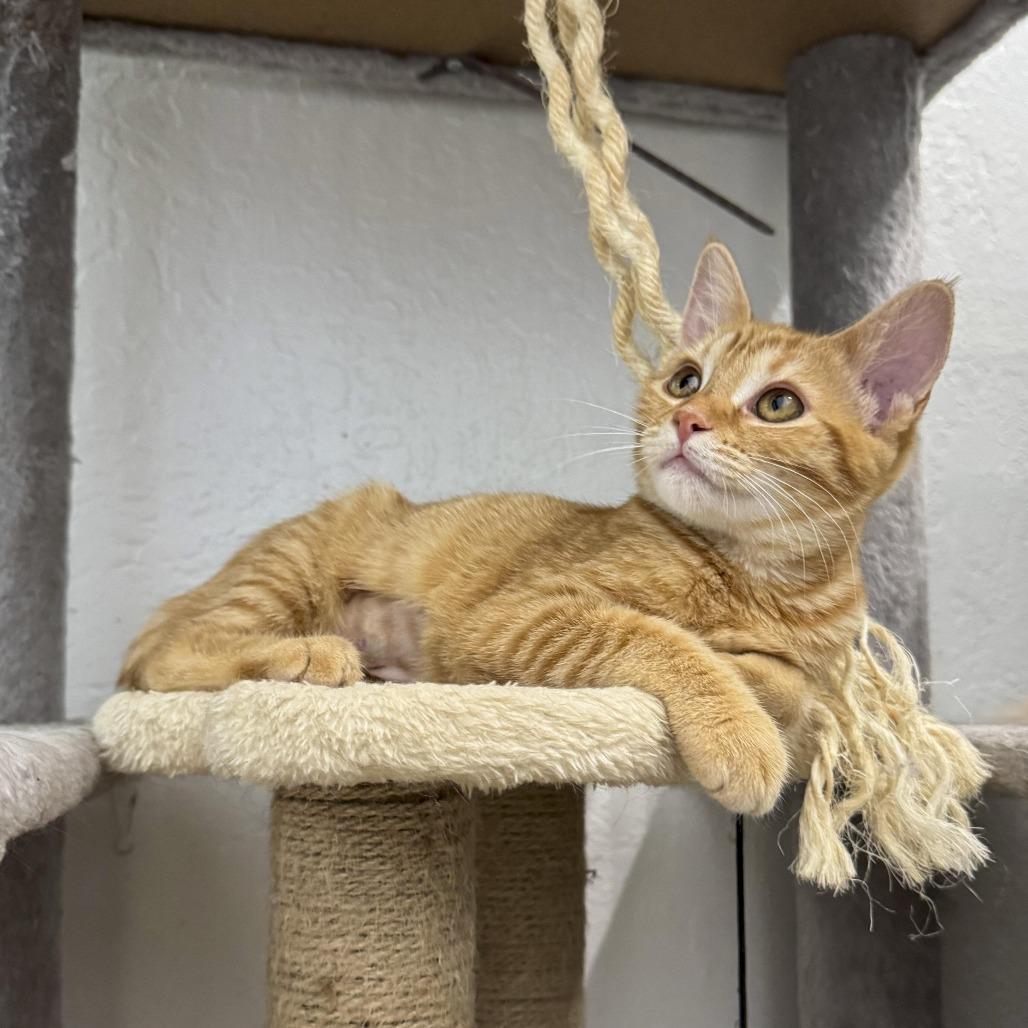 Enlarge Josie, a Adoptable American Shorthair in Vallejo, CA image 2/5