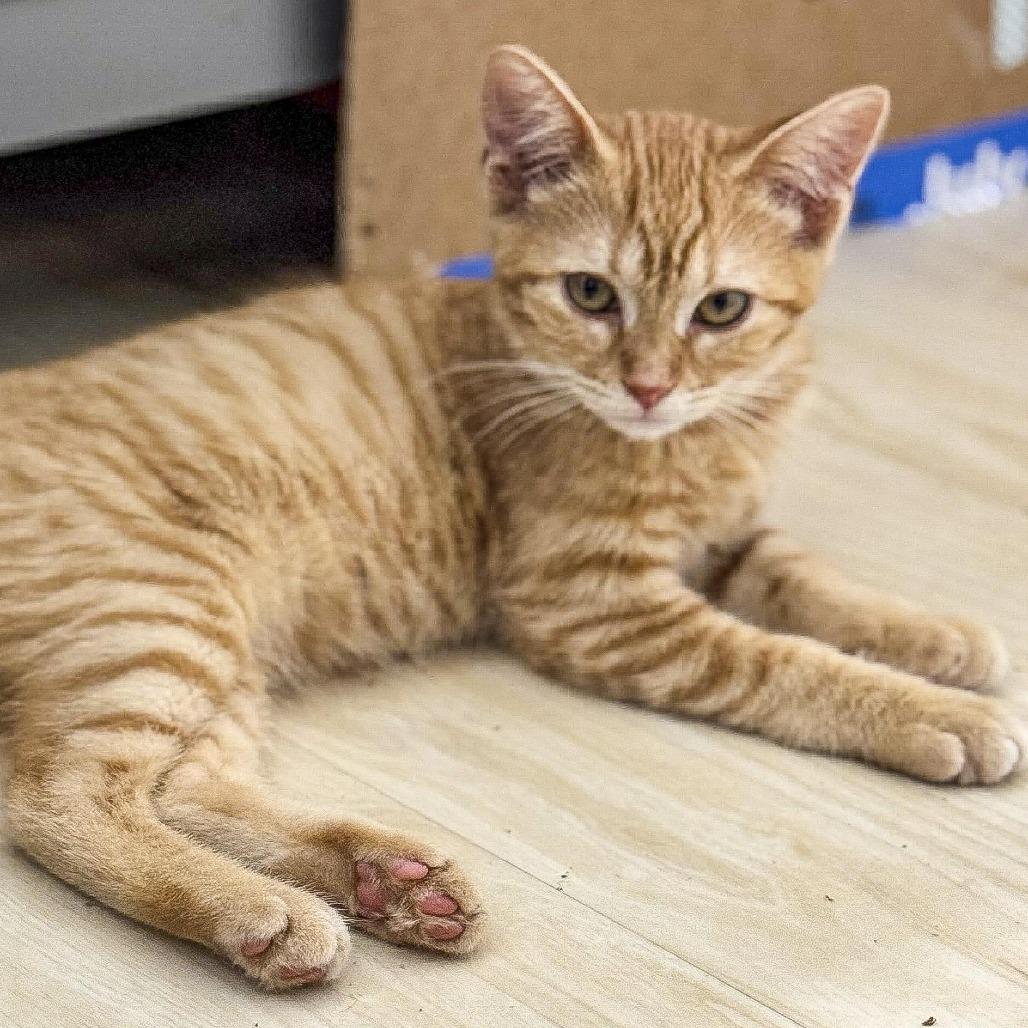 Enlarge Josie, a Adoptable American Shorthair in Vallejo, CA image 3/5