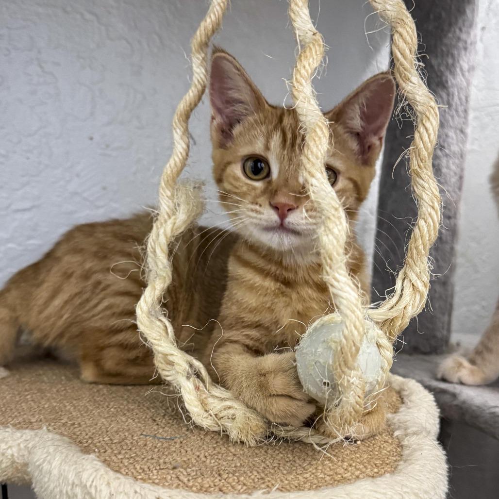 Enlarge Josie, a Adoptable American Shorthair in Vallejo, CA image 4/5