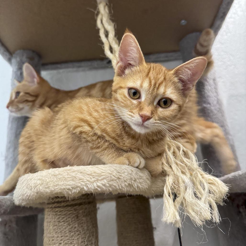 Enlarge Josie, a Adoptable American Shorthair in Vallejo, CA image 5/5