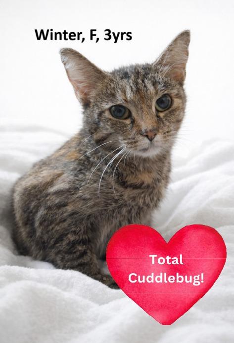 Winter, Adoptable, Adult Female Domestic Short Hair.